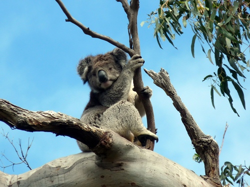 Koala